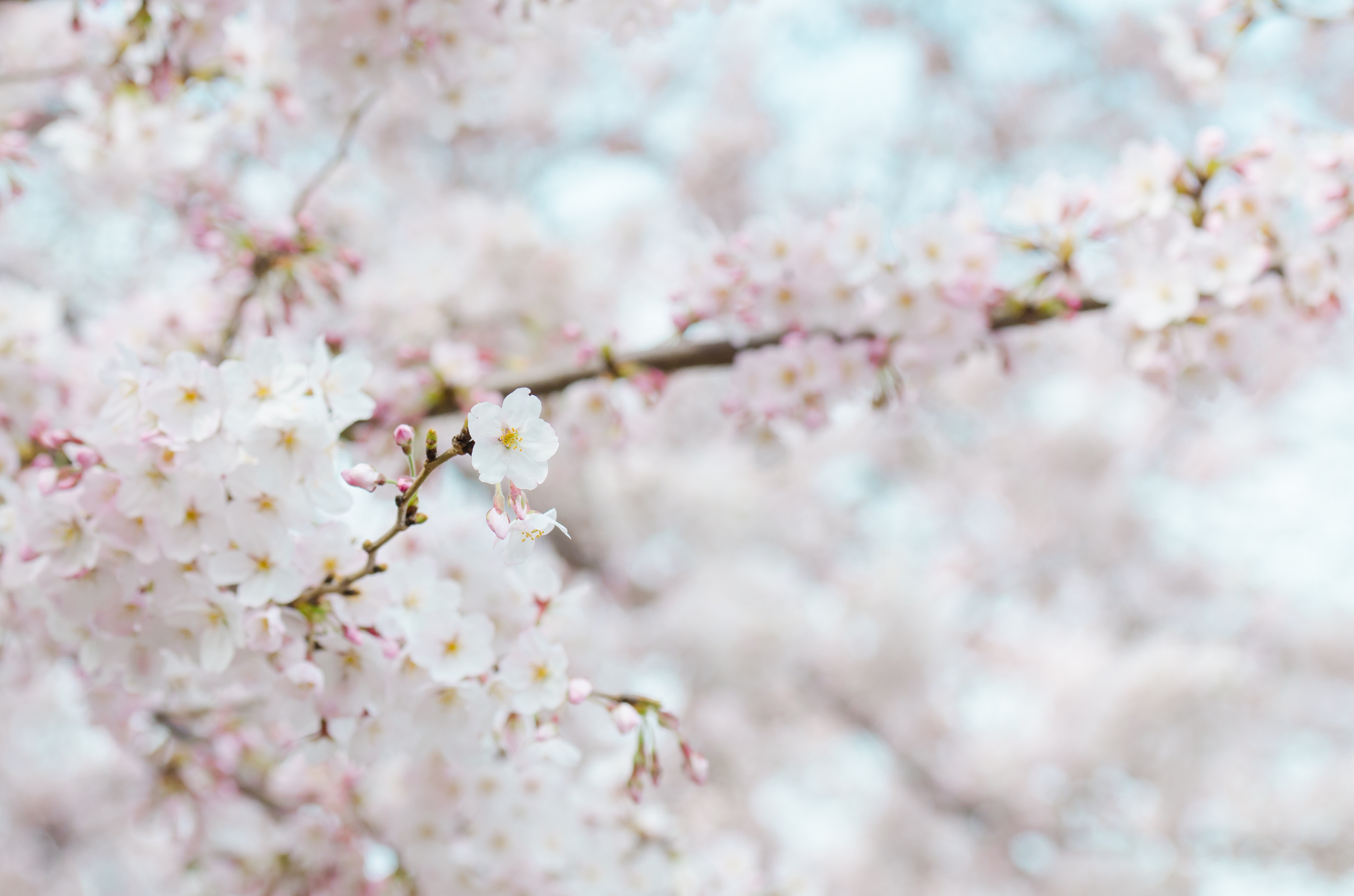 10 April 2019 Newsletter